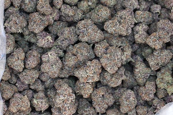Juicy Fruit Cannabis